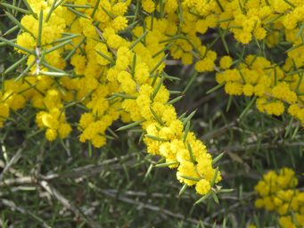 341_acacia_maybe_densiflora_mr_img_9895.jpg