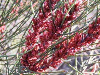 341_allocasuarina_spinosissima_img_9873a.jpg