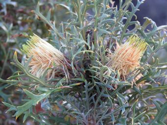 341_banksia_cirsioides_img_8093a.jpg