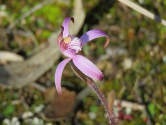 341_caladenia_hirta_ssp_rosea_img_9605c.jpg