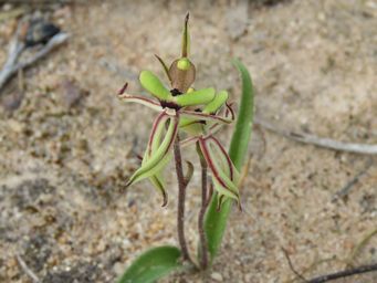 341_caladenia_roei_img_0178ca.jpg