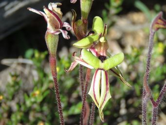 341_caladenia_roei_img_9728c.jpg