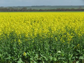 341_canola_north_of_lake_grace_img_8281.jpg