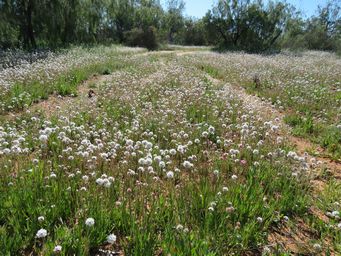 341_cephalipterum_drummondii_img_9503.jpg