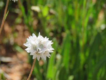 341_cephalipterum_drummondii_img_9506.jpg