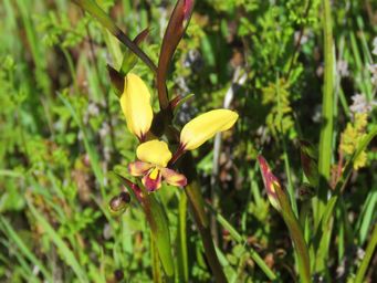 341_diuris_pulchella_maybe_img_9789c.jpg