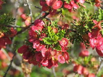 341_dodonaea_inaequifolia_img_0091.jpg