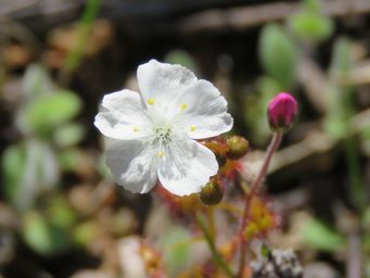 341_drosera_andersoniana_drosera_img_9762c.jpg