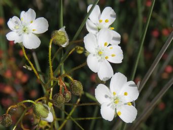 341_drosera_macrantha_img_9342c.jpg