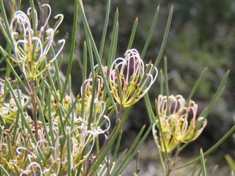 341_grevillea_acacioides_m_img_8539c.jpg