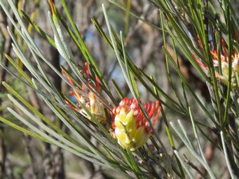 341_grevillea_cagiana_img_8204c.jpg