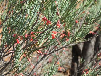 341_grevillea_haplantha_img_0217.jpg