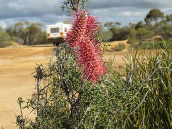 341_grevillea_paradoxa_img_9890.jpg