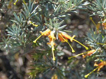 341_grevillea_yorkrakinensis_kr_img_9345.jpg