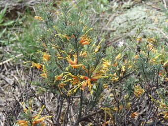 341_grevillea_yorkrakinensis_m_img_8502.jpg