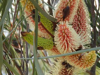 341_hakea_francisiana_img_9892.jpg