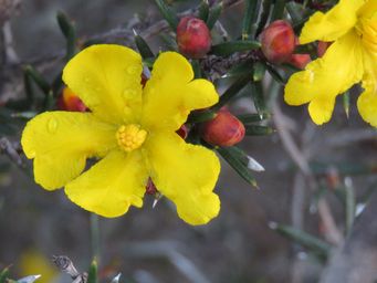 341_hibbertia_pungens_maybe_img_8178c.jpg