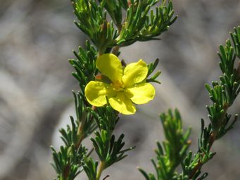 341_hibbertia_rupicola_kr_img_9360c.jpg