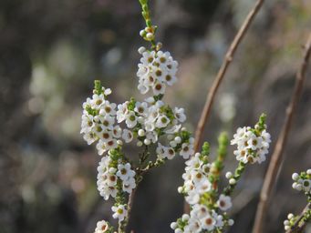 341_micromyrtus_racemosa_img_9965.jpg