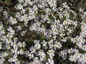 341_olearia_muelleri_img_0215.jpg