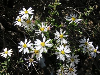 341_olearia_muelleri_kr_img_9399c.jpg