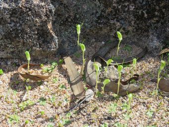 341_pterostylis_setulosa_img_0109csa.jpg