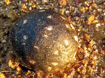 341_puffball_fungus_img_9926.jpg