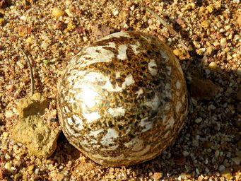 341_puffball_fungus_img_9985c.jpg