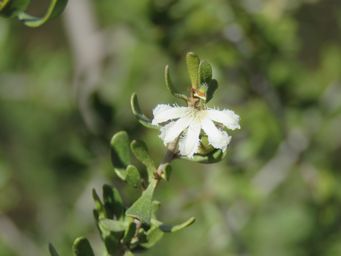 341_scaevola_spinescens_img_0055.jpg