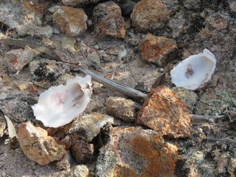 341_shells_in_erosion_at_boorabbin_koorarawaylee_rest_area_breakaway_img_0084.jpg