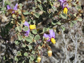 341_solanum_nummularium_img_0250c.jpg