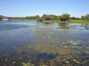 tn300_yellowwaters5.jpg