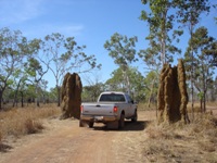 tn_maguktracktermites.jpg
