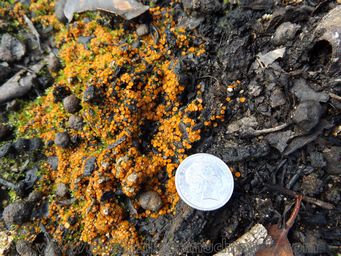341_anthracobia_muelleri_dscf8805.jpg