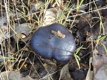 341_cortinarius_austroviolaceous_violet_cort_dscf4225c.jpg