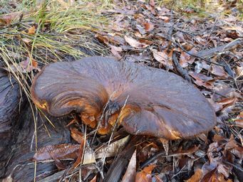 341_fistulina_hepatica_beefsteak_fungus_dscf8440.jpg