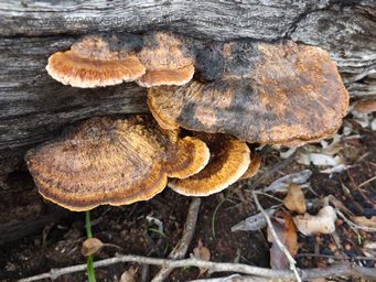 341_fomitopsis_lilacinogilva_dscf8609.jpg