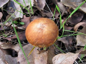 341_gymnopilus_allantopus_maybe.jpg