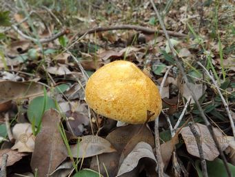 341_gymnopilus_allantopus_maybe_dscf4036.jpg
