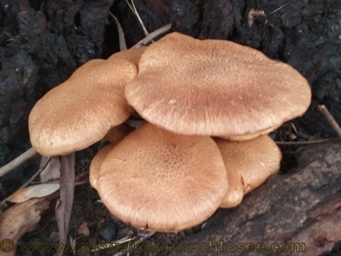341_gymnopilus_junonius_20160516_075255.jpg
