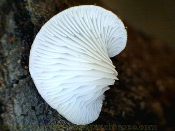341_hohenbuehelia_bingarra_3.jpg