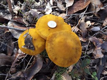 341_large_yellow_dscf8636.jpg