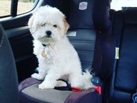 200_lucy_in_car_c.jpg