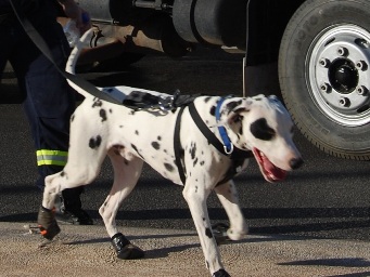 341_dog_boots.jpg