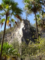 tn_carnarvongcliffspalms.jpg
