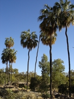 tn_tallpalms.jpg