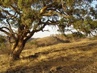 tn_hancocks_sunset_dsc01493.jpg