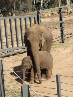 341_baby_elephant__dscf5476.jpg
