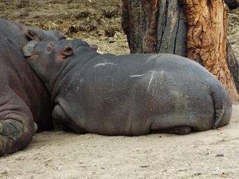341_baby_hippo_dscf5383.jpg