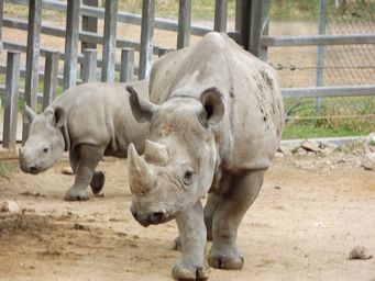 341_baby_lack_rhino_dscf5319.jpg